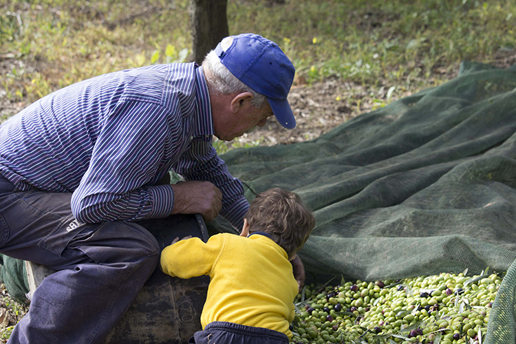 Raccolta delle Olive Del Vento nonno e nipote