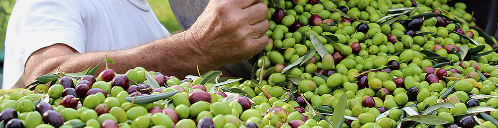 mercatino Olio Del Vento