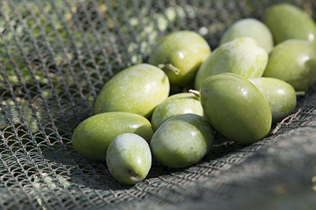 green coratina olives
